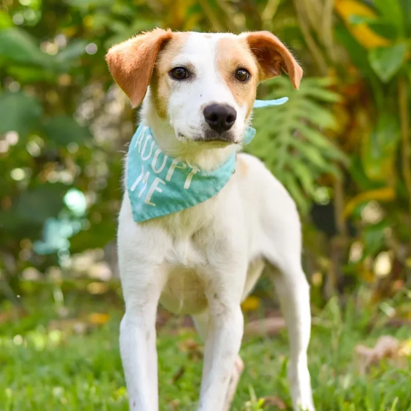A young medium-sized male White / Cream Mixed Breed dog named Lucky for adoption in Kailua Kona, HI