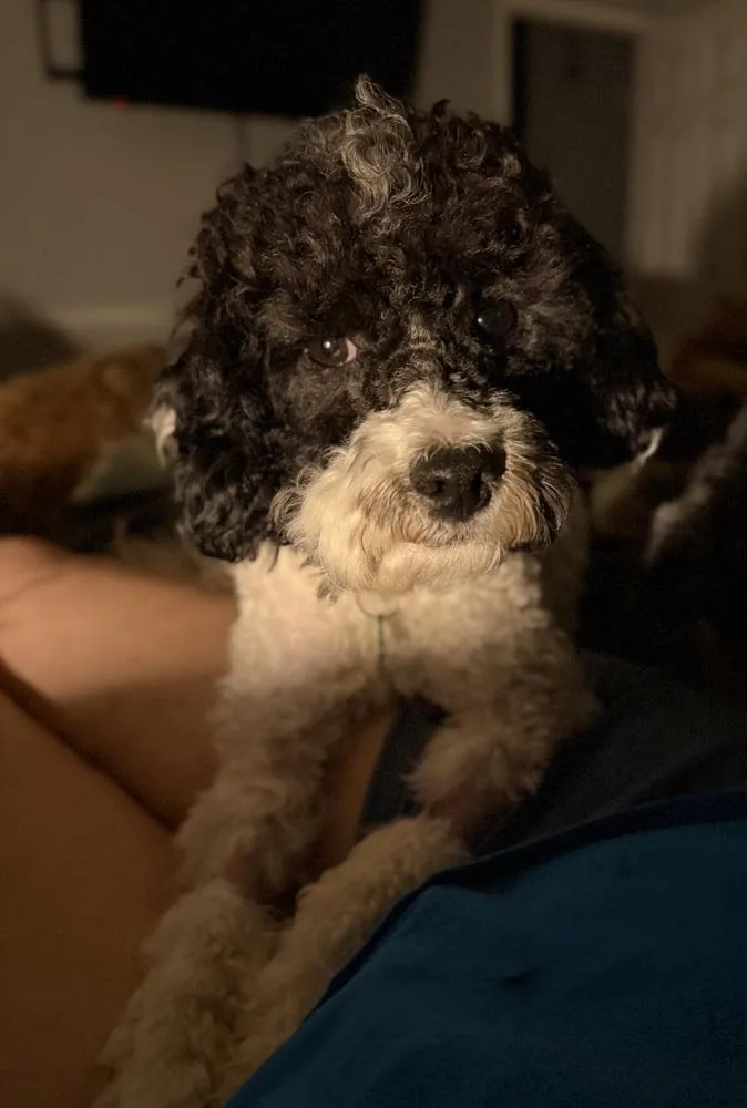An adult small-sized male Poodle dog named Rudy for adoption in Dunwoody, GA