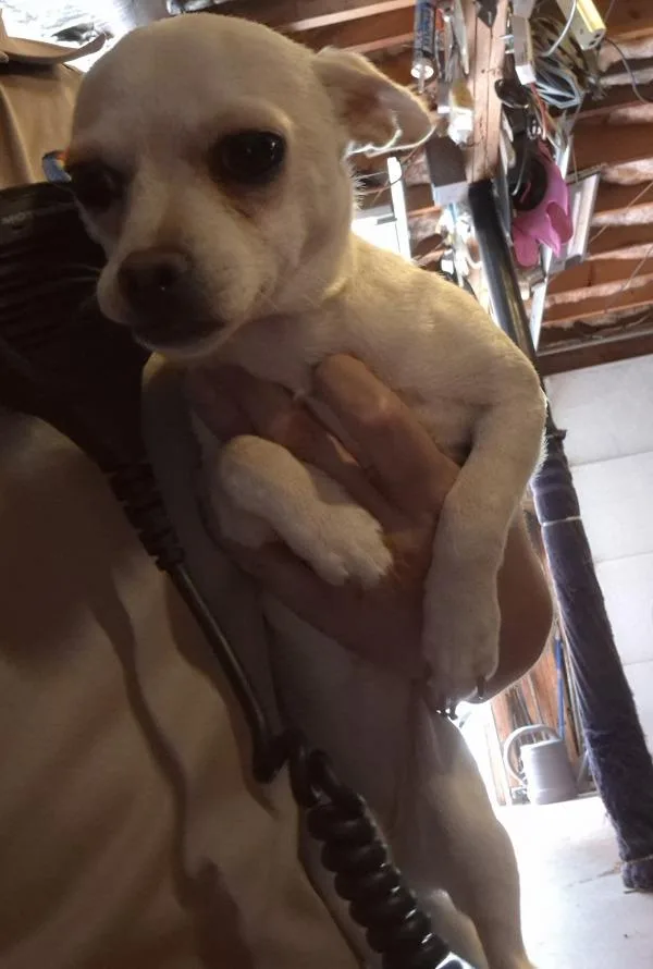 A young small-sized female Chihuahua dog named Pen for adoption in Lawrenceville, GA