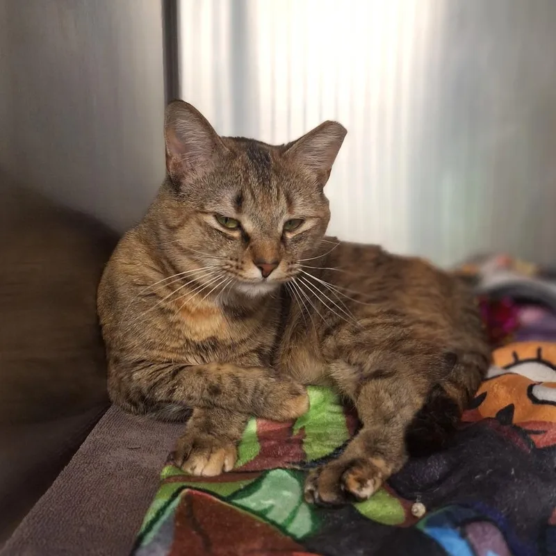 An adult medium-sized female Domestic Short Hair cat named Tiller for adoption in Cumming, GA