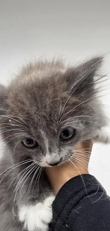 A baby small-sized female Domestic Short Hair cat named Betty Luo for adoption in Los Angeles, CA