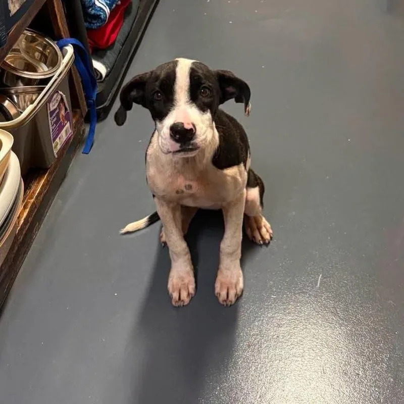 A young small-sized female Black Mixed Breed dog named Remedy for adoption in Myrtle Beach, SC
