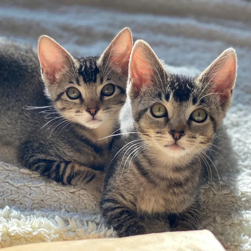 A young small-sized female Brown / Chocolate Domestic Short Hair cat named Violet for adoption in Los Angeles, CA