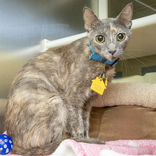 A young small-sized female Domestic Short Hair cat named Jazz for adoption in St. Louis, MO