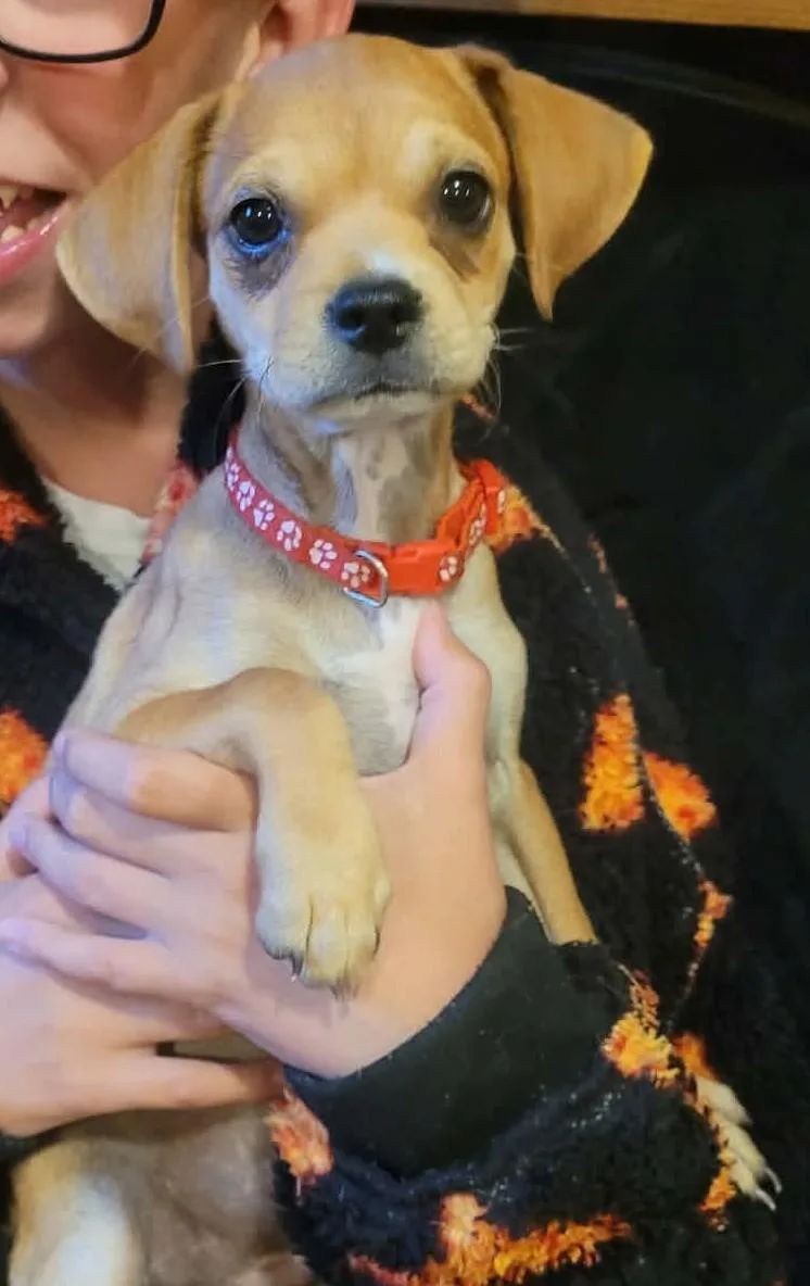 A baby small-sized male Chihuahua dog named Nemo for adoption in Lowell, IN