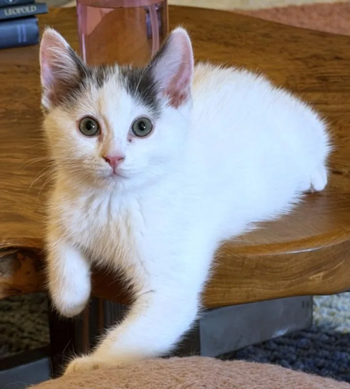 A baby small-sized male Domestic Short Hair cat named Chibi for adoption in Burbank, CA
