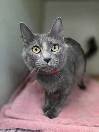 A young medium-sized female Domestic Medium Hair cat named Roly Poly for adoption in Westland, MI
