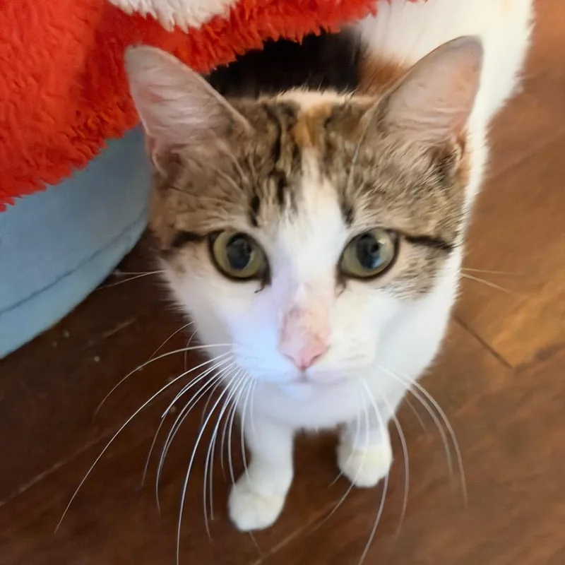 An adult medium-sized female White Domestic Short Hair cat named Granita for adoption in Juno Beach, FL