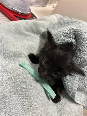 A baby small-sized male Domestic Medium Hair cat named Cosmo for adoption in San Martin, CA