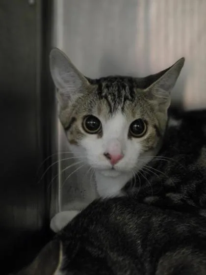 A baby small-sized female Domestic Short Hair cat named Jenna for adoption in Largo, FL