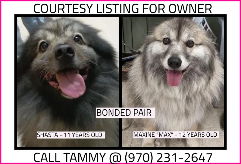 A senior medium-sized female Gray / Blue / Silver Keeshond dog named Shasta & Maxine for adoption in Valley City, ND