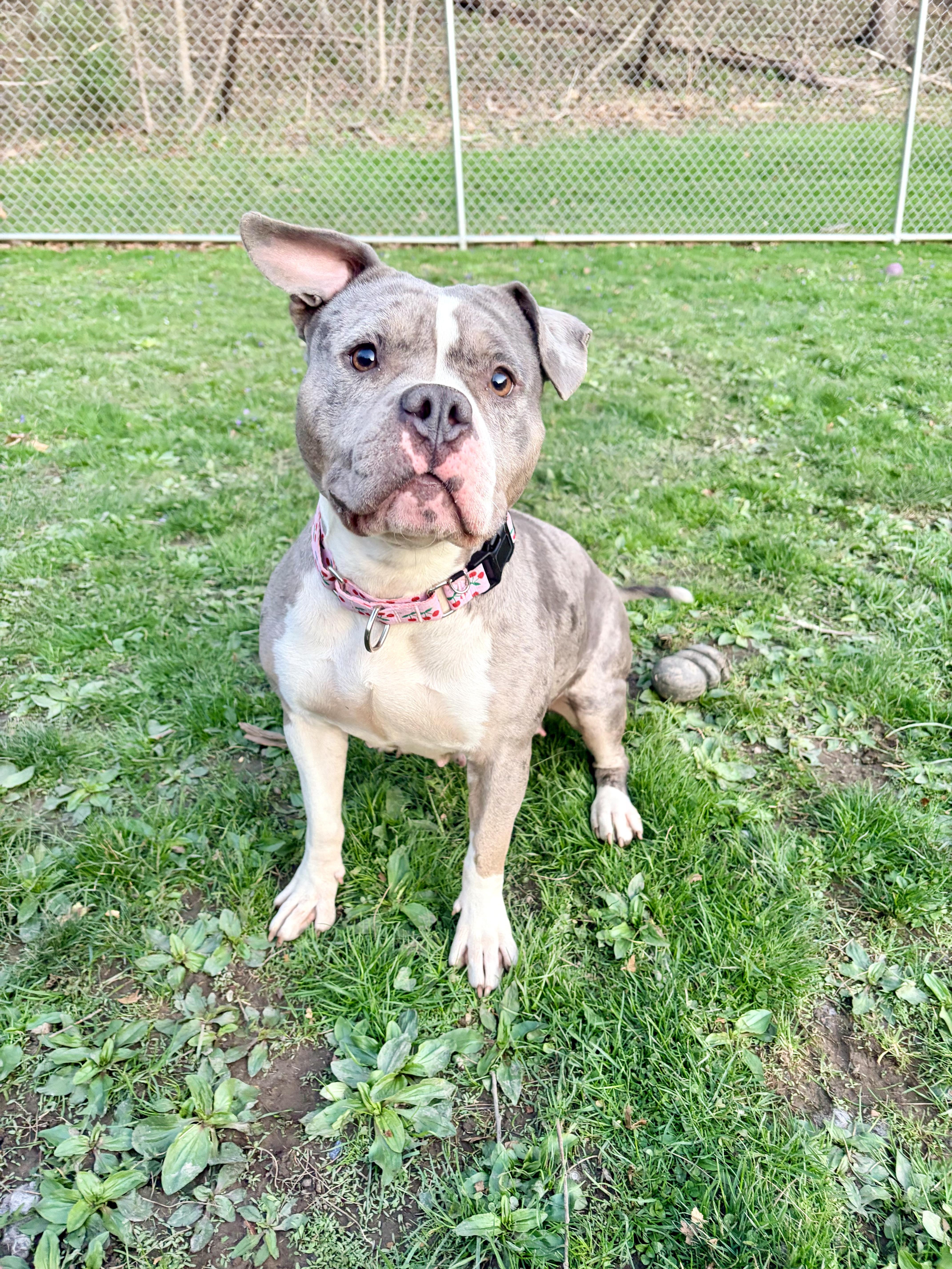 A young medium-sized female Merle (Blue) American Bully dog named Jazzy for adoption in White Oak, PA
