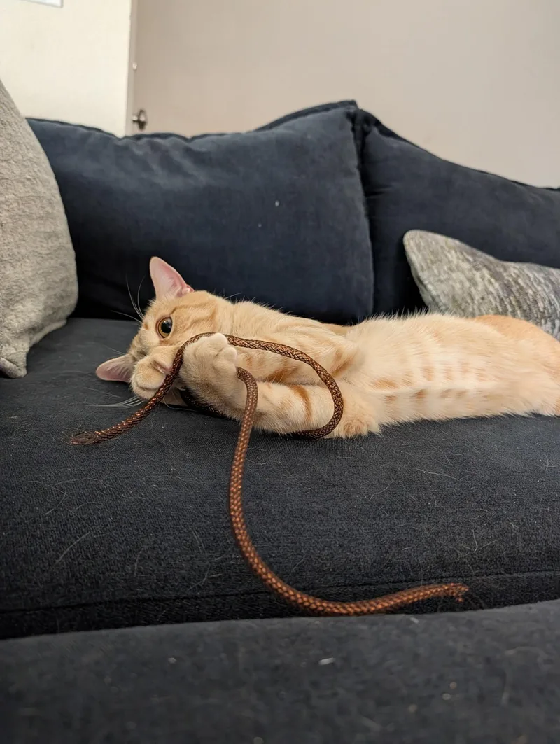 A young medium-sized male Tabby cat named Tito for adoption in Glendale, AZ