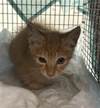 A baby small-sized male Domestic Short Hair cat named Luke for adoption in Fort Lauderdale, FL