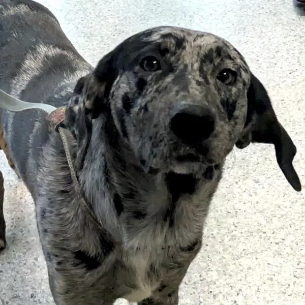 A young large-sized male Catahoula Leopard Dog dog named Bud  Bonded Buddy for adoption in Des Moines, IA