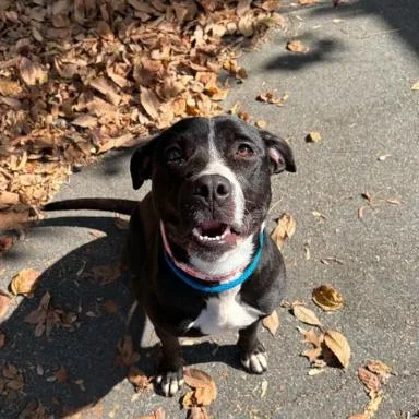 A young medium-sized female Black Pit Bull Terrier dog named Ivy for adoption in Concord, NC