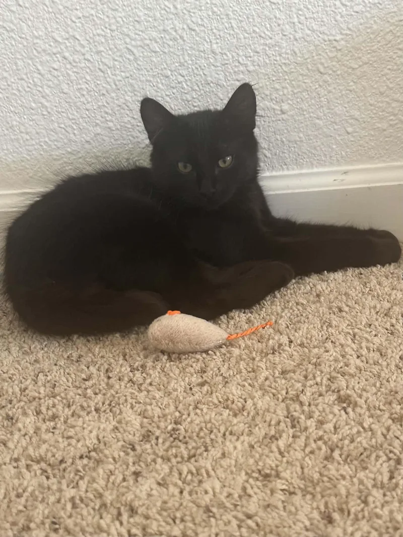 A baby medium-sized male Black Domestic Medium Hair cat named Rocky for adoption in Tehachapi, CA