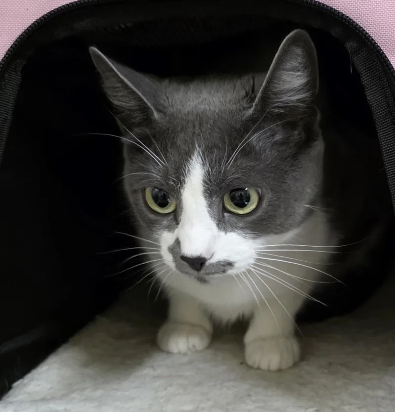 A young medium-sized female American Shorthair cat named Whisper for adoption in Meriden, CT