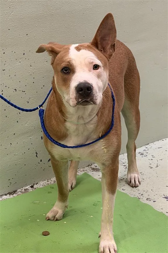 A young large-sized female Staffordshire Bull Terrier dog named Savannah for adoption in Houston, TX
