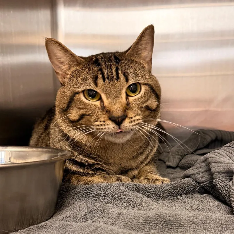 An adult large-sized male Gray / Blue / Silver Domestic Short Hair cat named Titan for adoption in Indianapolis, IN