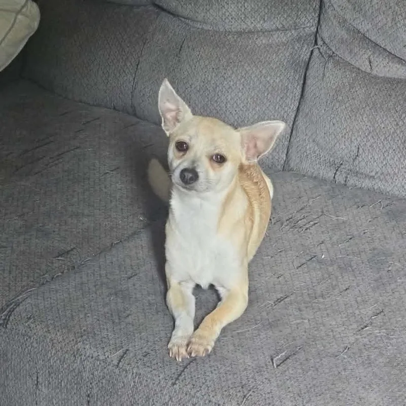 A young small-sized male White / Cream Chihuahua dog named Socks for adoption in Dover, AR