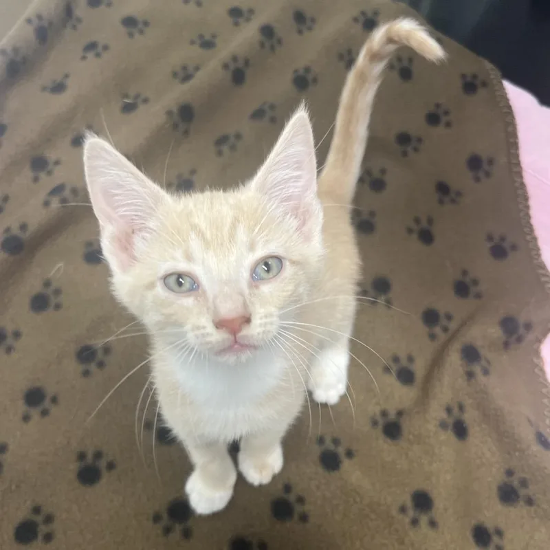 A baby small-sized male Orange / Red American Shorthair cat named Artic for adoption in Marshall, VA