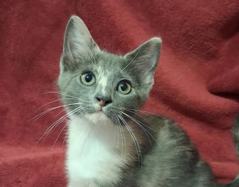 A baby small-sized female Domestic Short Hair cat named Kristy for adoption in Cookeville, TN