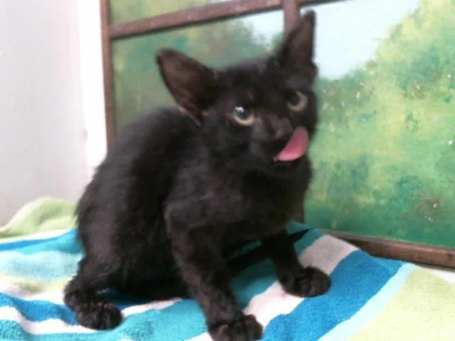 A baby small-sized male Domestic Short Hair cat named Marvin for adoption in Houston, TX