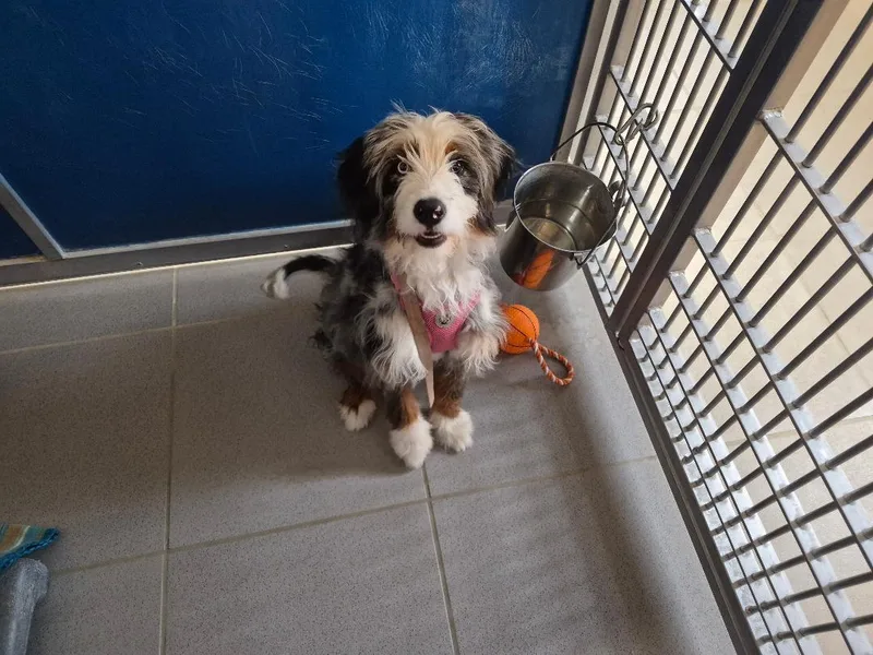 An adult medium-sized male Black Aussiedoodle dog named ACO Doodles for adoption in Hays, KS
