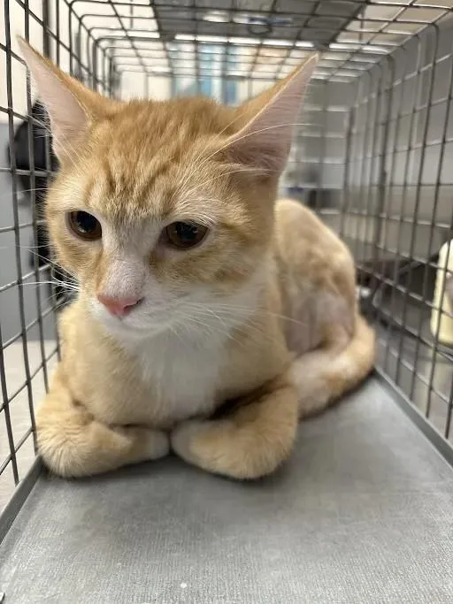 An adult small-sized male Domestic Short Hair cat named Sammy for adoption in Las Vegas, NV