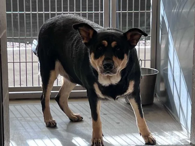 A young large-sized female Labrador Retriever dog named Ruby for adoption in Tustin, CA