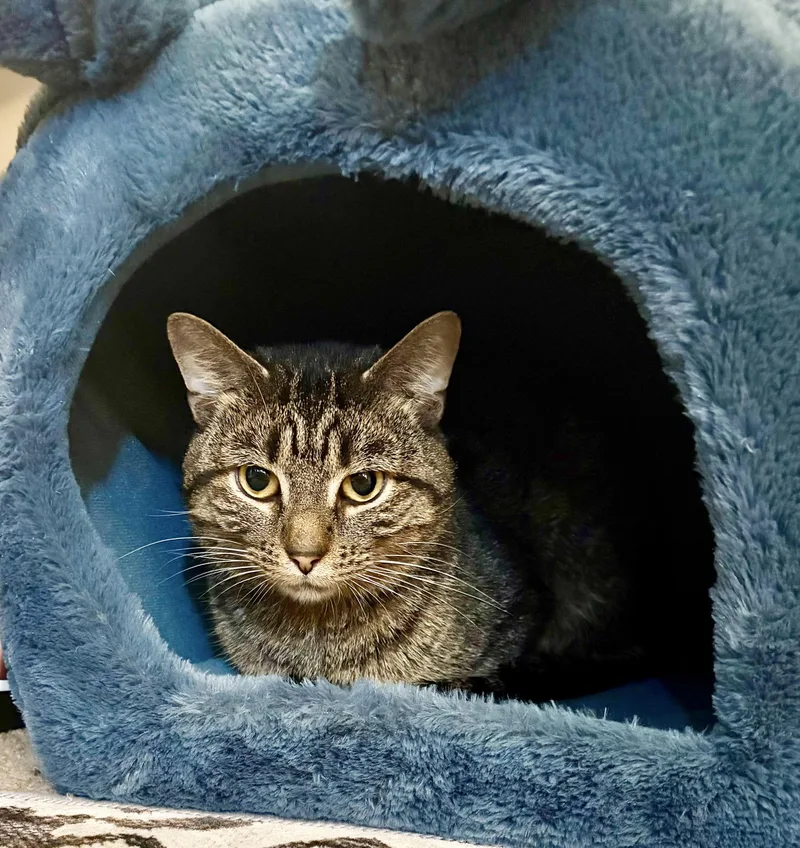 A young medium-sized male Tabby (Brown / Chocolate) Domestic Short Hair cat named Loverboy for adoption in Pittsburgh, PA