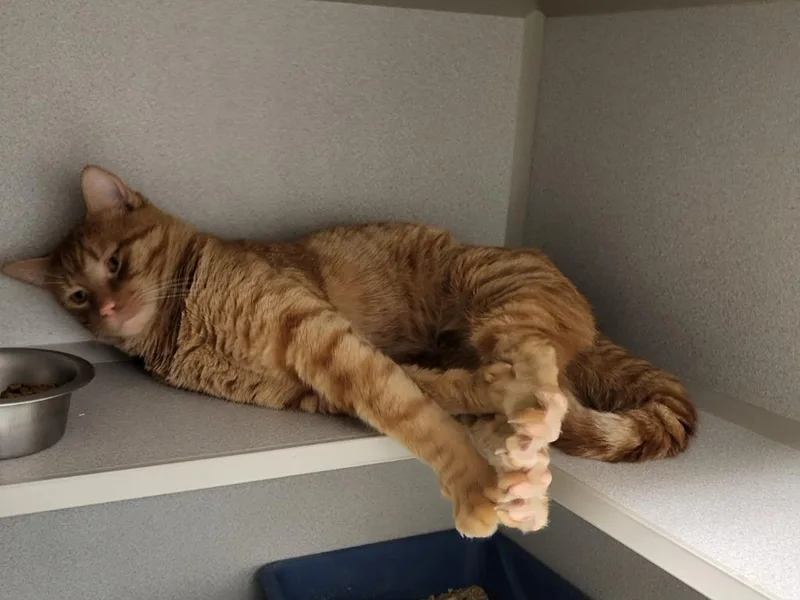 An adult medium-sized male Domestic Short Hair cat named Figaro for adoption in Bloomington, IN