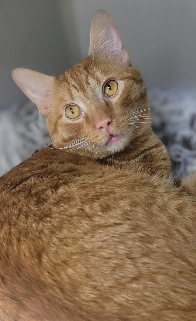 Figaro thumbnail 3