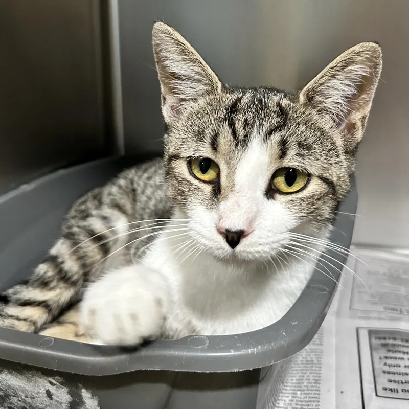A young medium-sized female Gray / Blue / Silver Domestic Short Hair cat named Pudding for adoption in Newport, NC