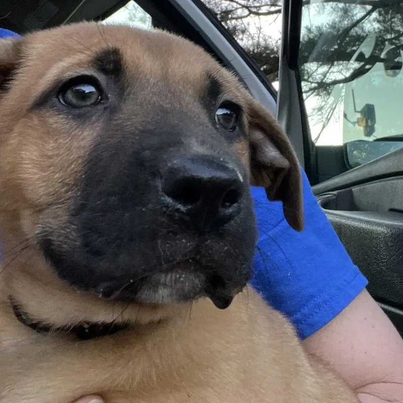 A baby small-sized male Brown / Chocolate Shepherd dog named Ranger for adoption in Cartersville, GA