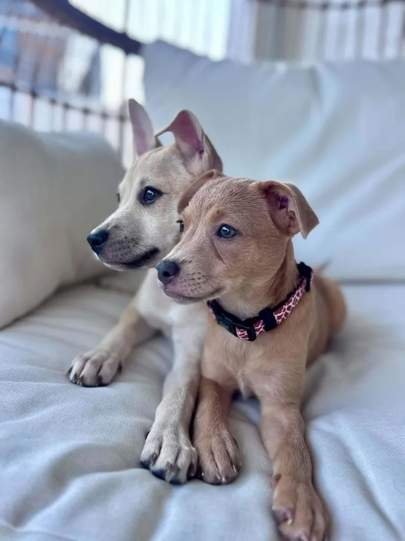 A baby small-sized female Chihuahua dog named Ella for adoption in New Smyrna Beach, FL