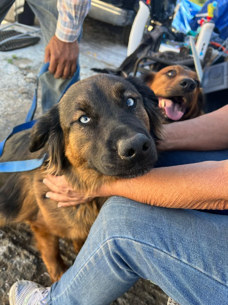 Papichulo thumbnail 2