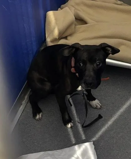 An adult medium-sized male Mixed Breed dog named Excalibur for adoption in West Chester, PA