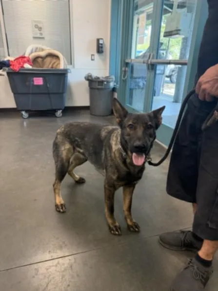 A young large-sized female Dutch Shepherd dog named Molly for adoption in Chatsworth, CA