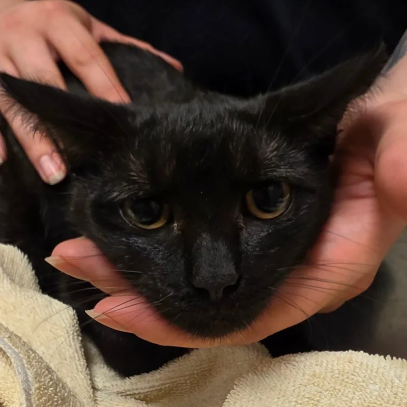 An adult medium-sized female Black Domestic Short Hair cat named Morgana for adoption in Bristol, IN