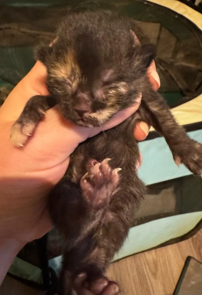 A baby medium-sized female Domestic Short Hair cat named Cookie for adoption in Johnson City, TN
