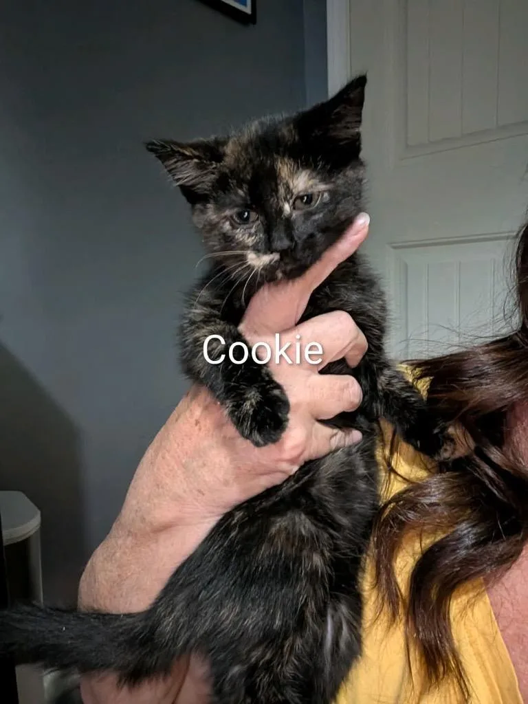 Cookie thumbnail 2
