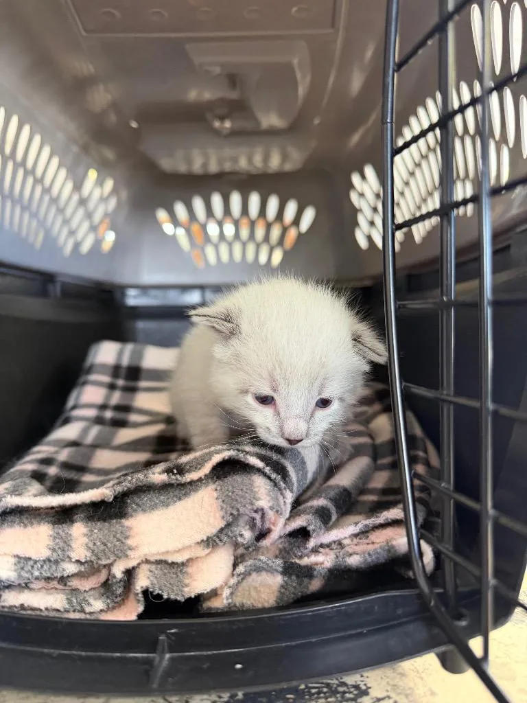 A baby small-sized male Blue Point Domestic Short Hair cat named Florida for adoption in Columbus, NE