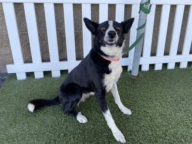 An adult medium-sized female Border Collie dog named Boo for adoption in Modesto, CA