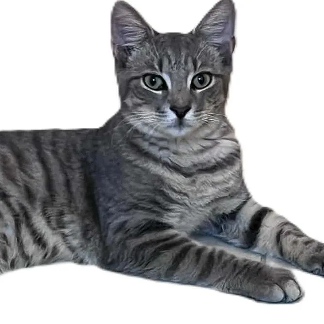 A young medium-sized female Domestic Short Hair cat named Mindy for adoption in North Myrtle Beach, SC