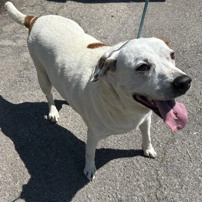 A senior large-sized female White / Cream Hound dog named Jenny for adoption in Parrish, AL