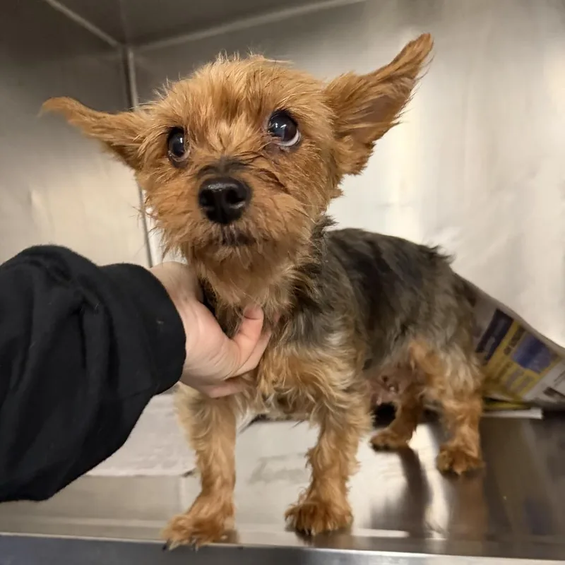A senior small-sized female Yorkshire Terrier dog named Mimi for adoption in Northbrook, IL