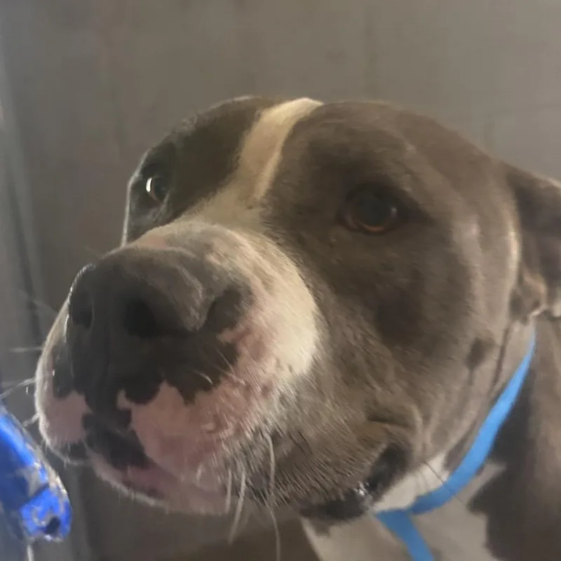 An adult large-sized male Gray / Blue / Silver Pit Bull Terrier dog named Macho for adoption in Yuma, AZ