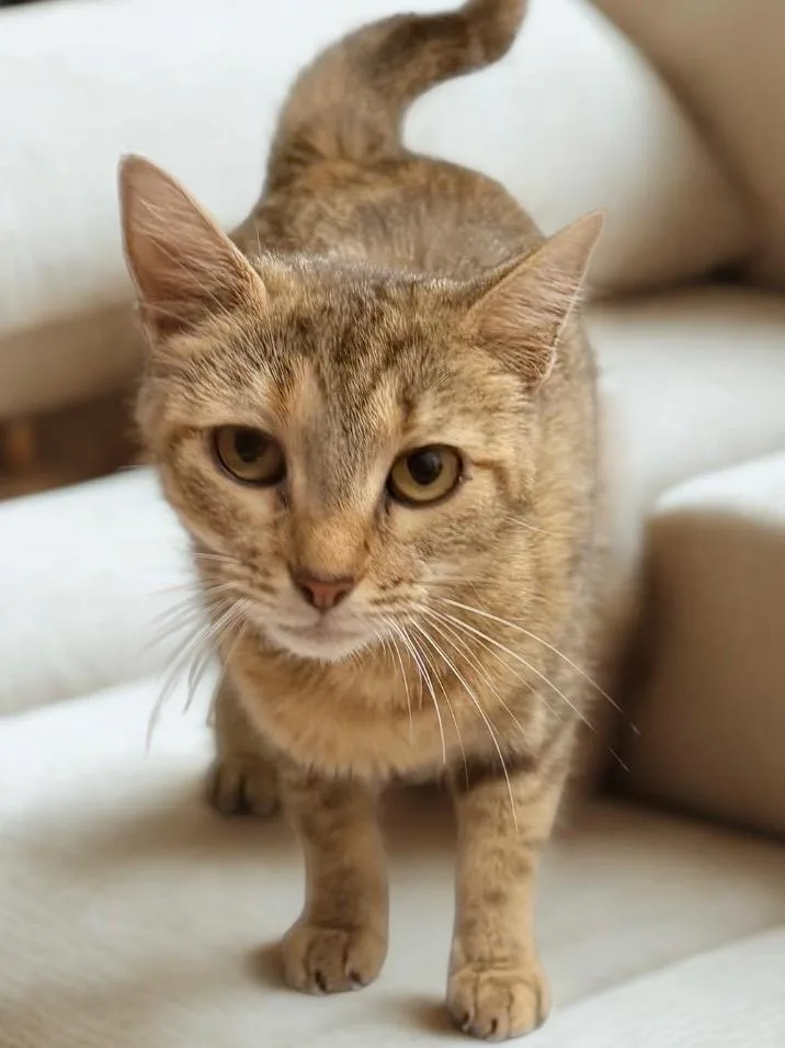 A young medium-sized female Tabby (Brown / Chocolate) Tabby cat named Sugar for adoption in Lexington, KY